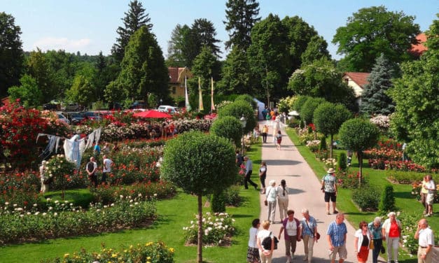 Jubiläumsrose wird aus der Taufe gehoben