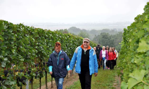 Wandern und Genießen in den Weinbergen