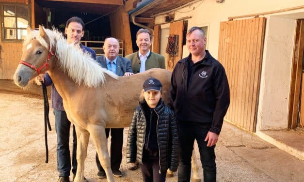 Patenschaft für Haflinger-Fohlen „Avena“