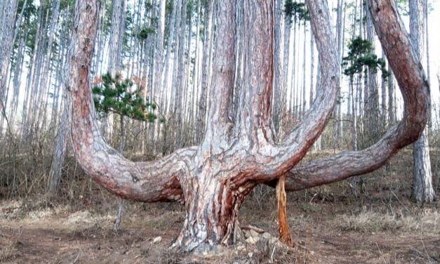 Excursion Tip Nature Park Sierningtal