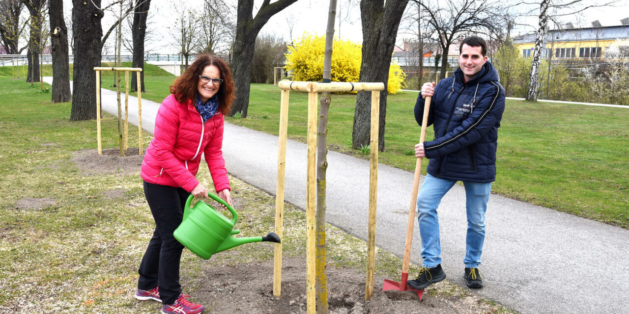 Mehr grün für die Gartenstadt Ternitz