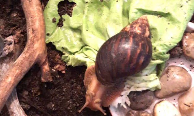Riesen-schnecken als echte Haustiere
