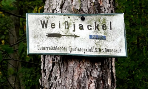 Excursion Tip – Weißjackel in Schiltern