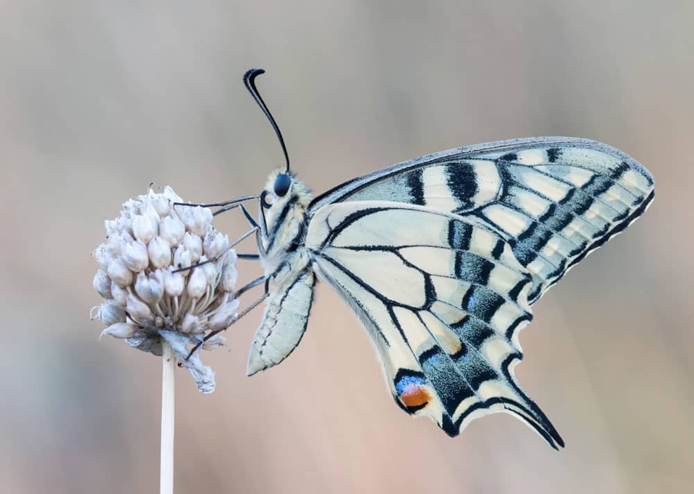 Insekten