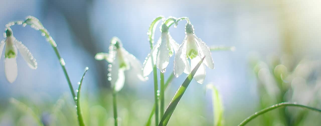 Der Frühling hat es heuer eilig