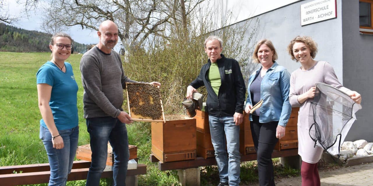Im Zentrum der Honigbienen