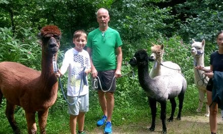 Alpakas, eine Ruine und ein Aussichtsturm