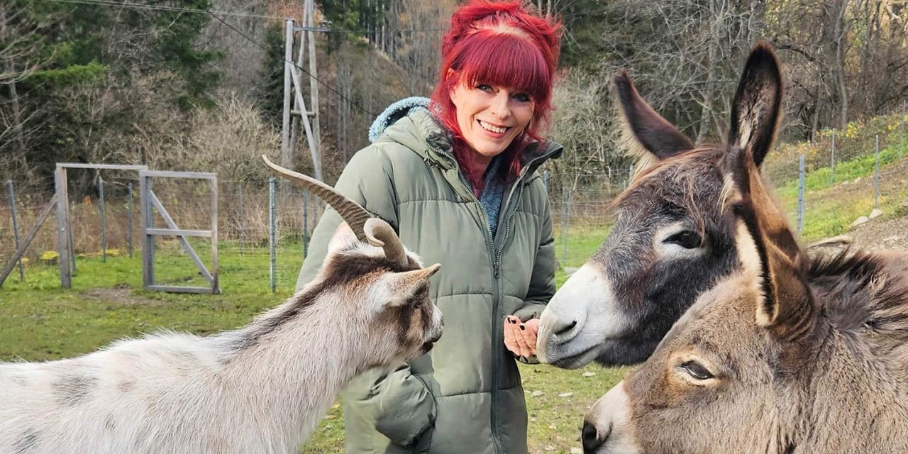 Tierischer Adventkalender soll Freude bringen