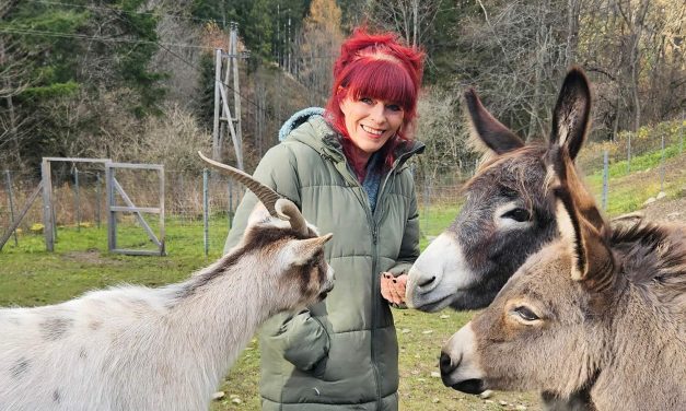 Tierischer Adventkalender soll Freude bringen