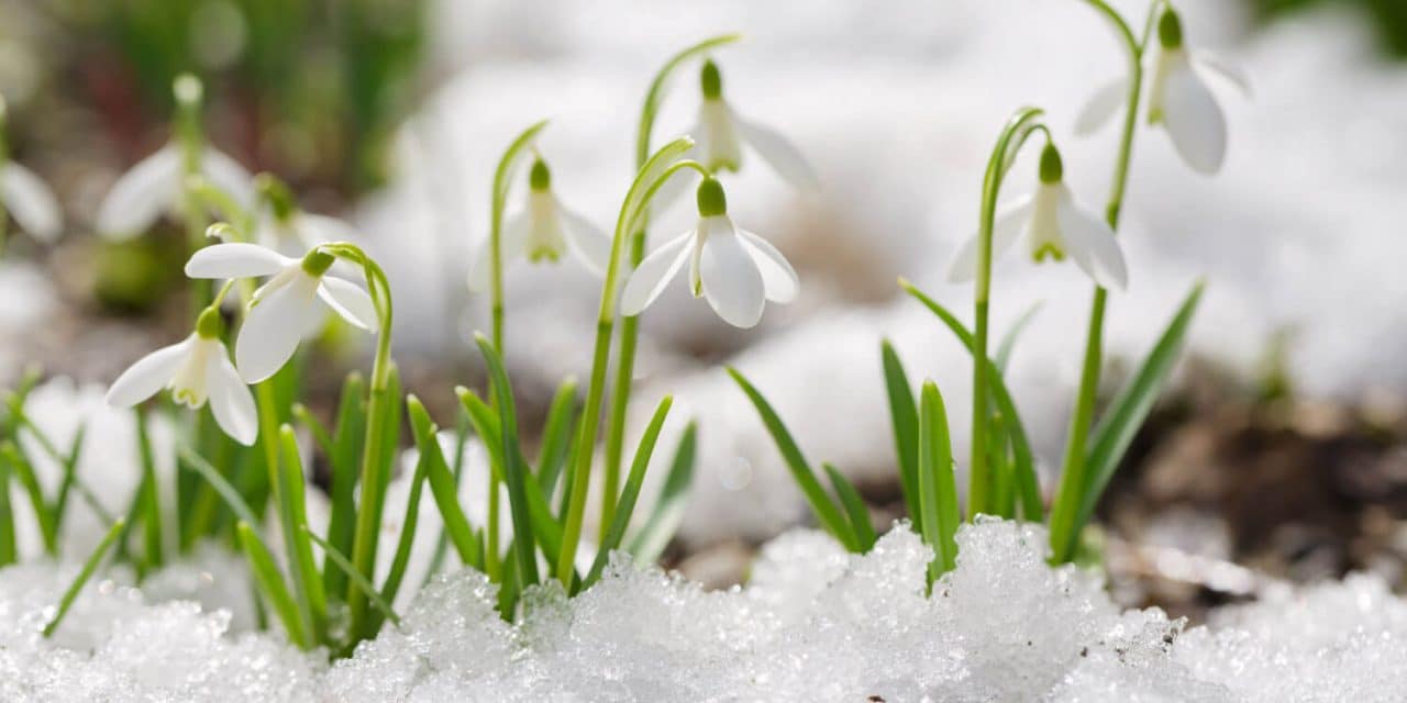 Erste Frühlingsgefühle