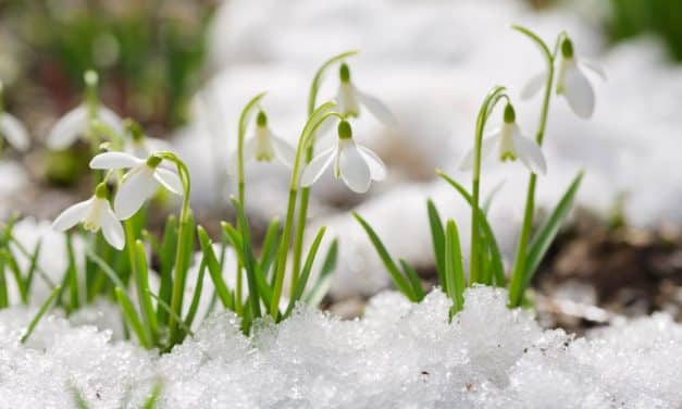 Erste Frühlingsgefühle