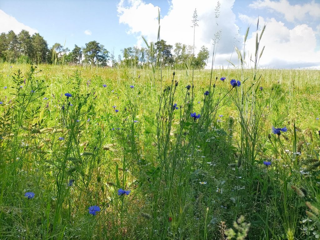 Über Berg und Tal nach Hollenthon 2 ausflugsKornblumen
