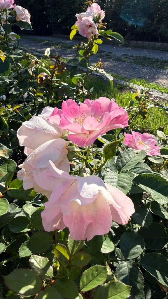 Rosengarten kämpft gegen Trockenheit 1 Rosengarten IMG 3276